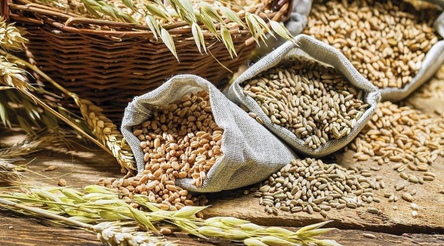 Cereal grains